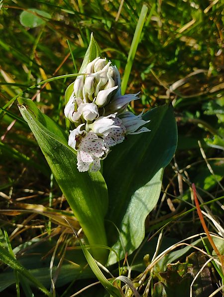 Neotinea lactea  - Gérard Joseph