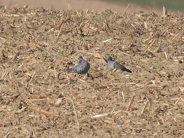 siniak  - Kacper Mikulski