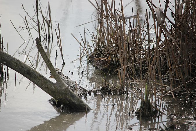 Voltolino  - Leonardo Orefice