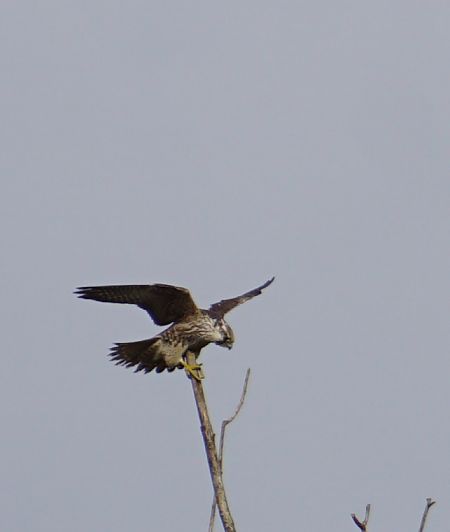 Falco pellegrino siberiano  - Lorenza Venturini