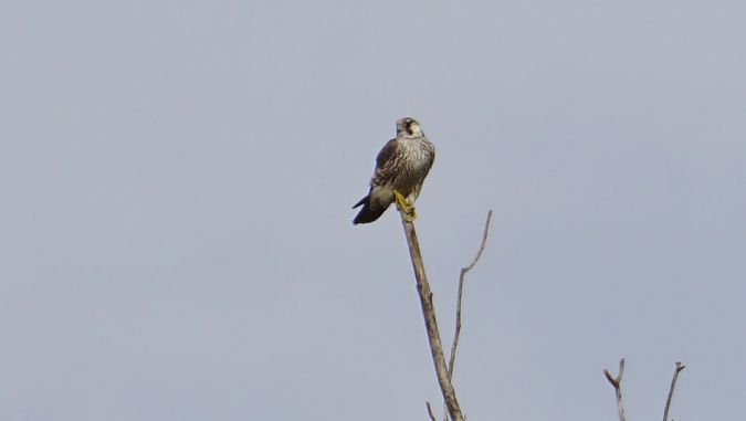 Falco pellegrino siberiano  - Lorenza Venturini