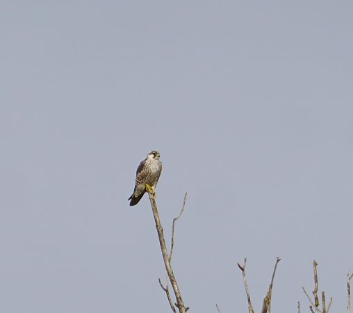Falco pellegrino siberiano  - Lorenza Venturini