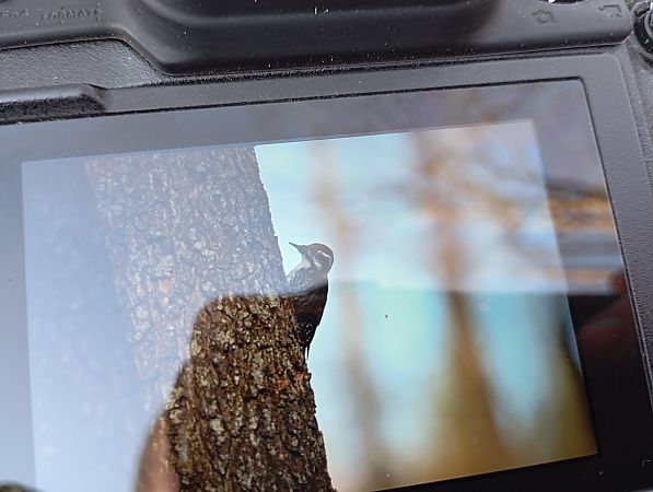 Dreizehenspecht  - Rafał Fudalej