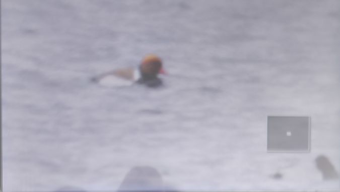 Nette rousse  - Tadeusz Sobuś