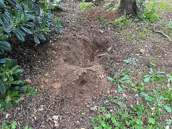 Senglar  - Pere Alzina i Bilbeny