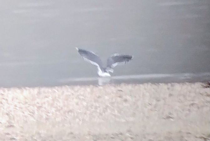 Goéland brun  - Marco Cortemiglia