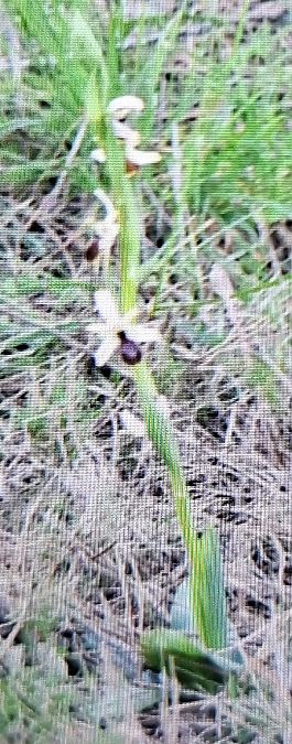 Ophrys occidentalis 