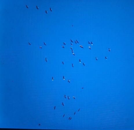 Corb marí gros  - Ferran Pujol