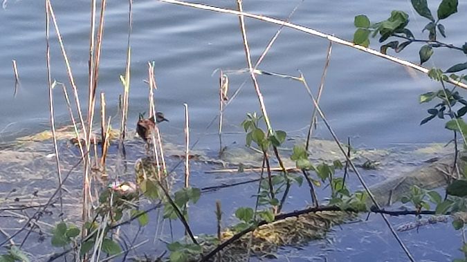 Schiribilla  - Riccardo de Santis