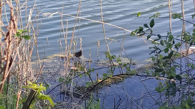 Schiribilla  - Riccardo de Santis