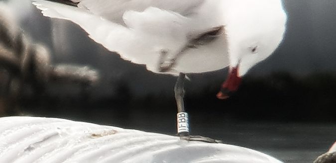 Korallenmöwe  - Giuseppe Di Lieto