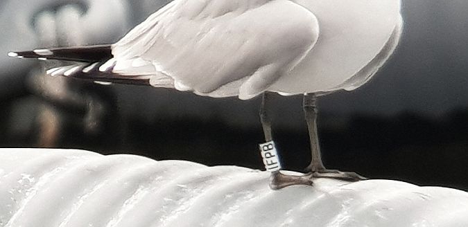 Gabbiano corso  - Giuseppe Di Lieto