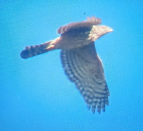 Astor  - Ferran Pujol