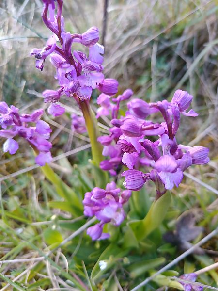 Orchis mascula  - Brigitte Grand (lpo)