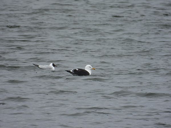 mewa żółtonoga (ssp. fuscus) 
