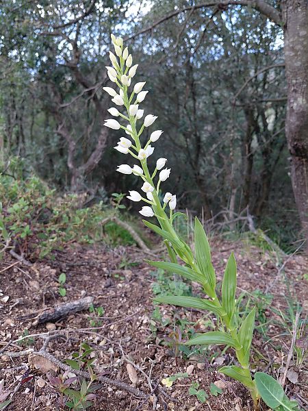Cephalanthera longifolia  - Julien Buissart