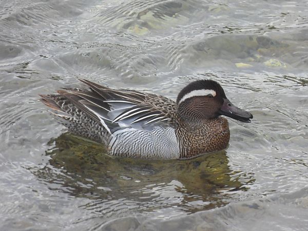 Marzaiola  - Enrico Carta