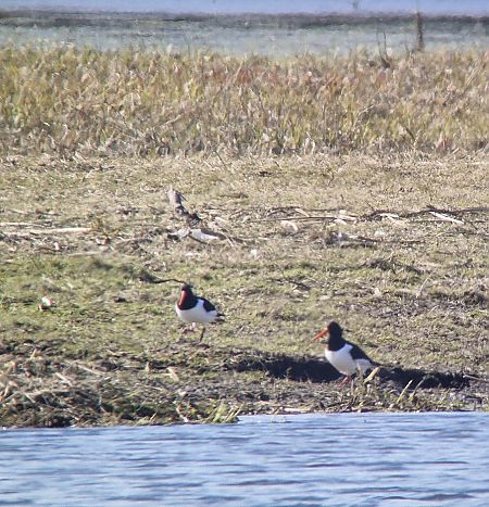 Austernfischer  - Tomasz Zarzycki