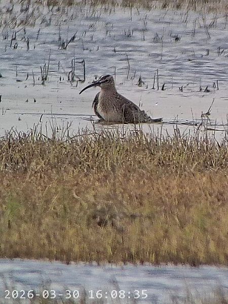 Chiurlo piccolo  - Massimo Tassinari