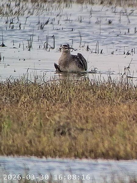 Chiurlo piccolo  - Massimo Tassinari