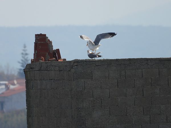 Gabbiano reale  - Cosimo Gabbani