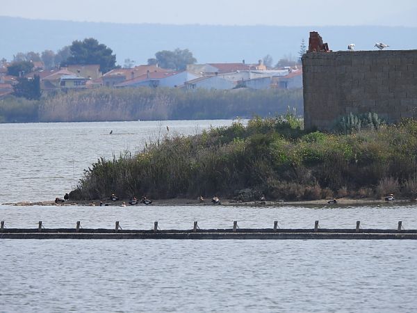 Fistione turco  - Cosimo Gabbani