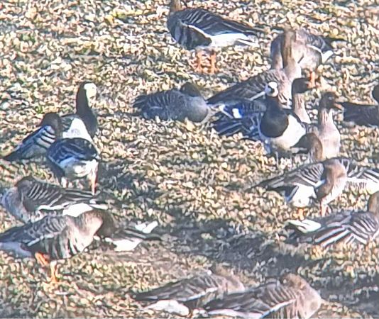 Weisswangengans  - Artur Andrzejewski