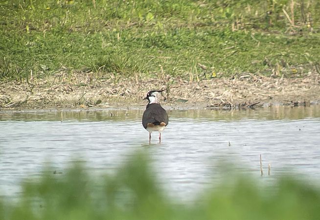 Pavoncella  - Davide Aldi