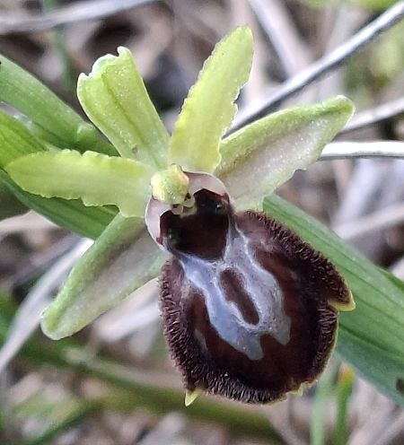 Ophrys occidentalis 