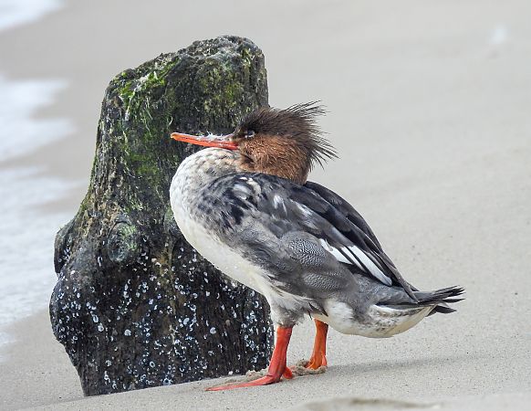Mittelsäger  - Natalia Gorczowska