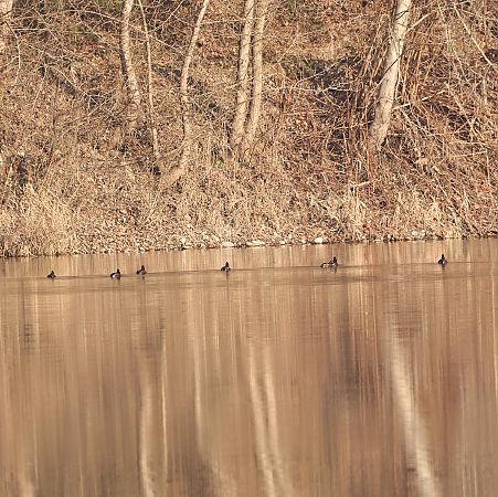 Fuligule nyroca  - Chris Zlatar