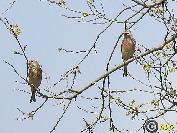 Fanello  - Mario Paloni