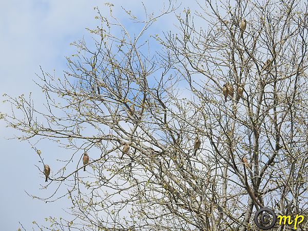 Fanello  - Mario Paloni