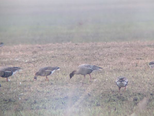 gęś krótkodzioba  - Robert Pach