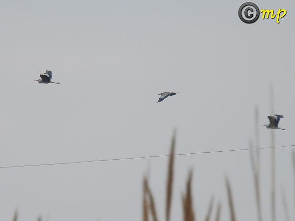 Airone cenerino  - Mario Paloni