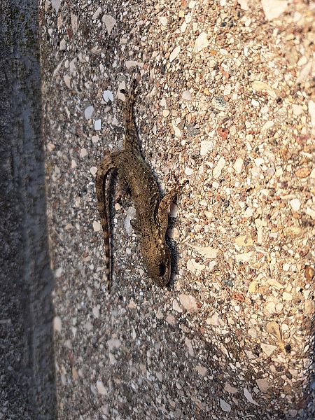 Moorish Gecko  - Stefano Sava