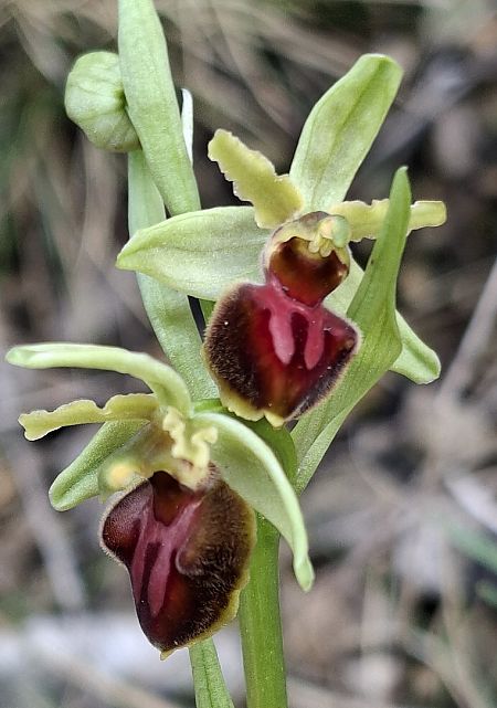Ophrys massiliensis 