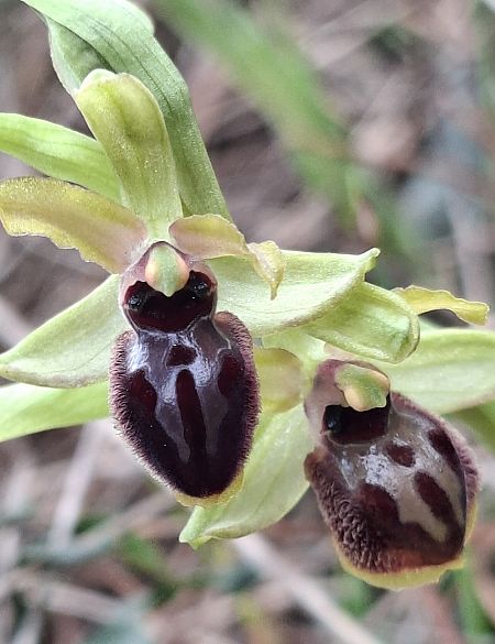 Ophrys passionis 