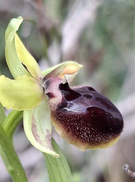 Ophrys passionis 