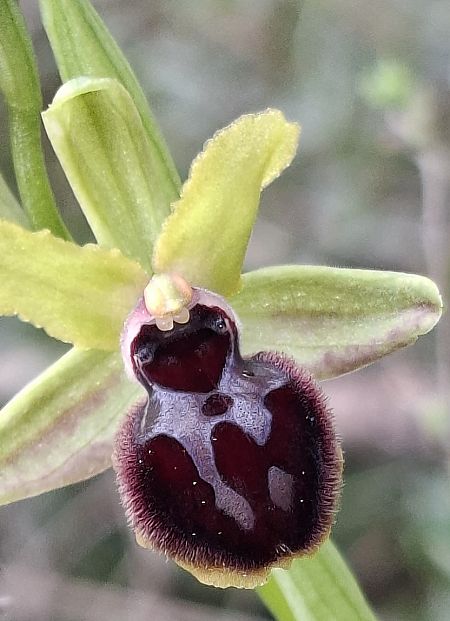 Ophrys passionis 