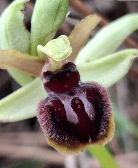 Ophrys passionis 