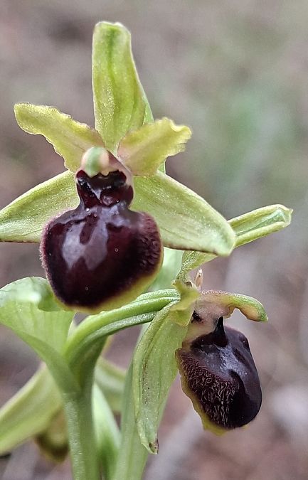 Ophrys passionis 
