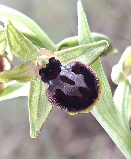 Ophrys passionis 