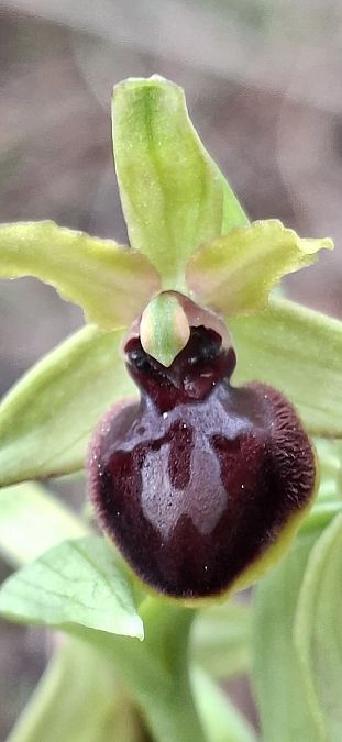 Ophrys passionis 