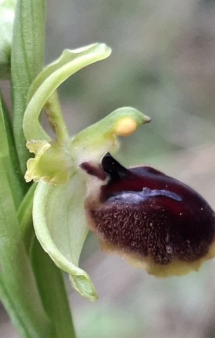 Ophrys passionis 