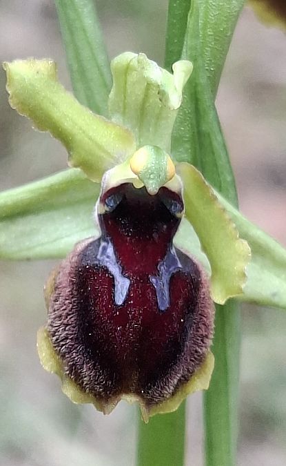 Ophrys passionis 