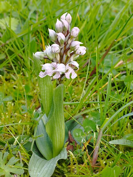 Neotinea lactea  - Gérard Joseph