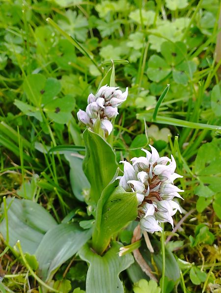 Neotinea lactea  - Gérard Joseph