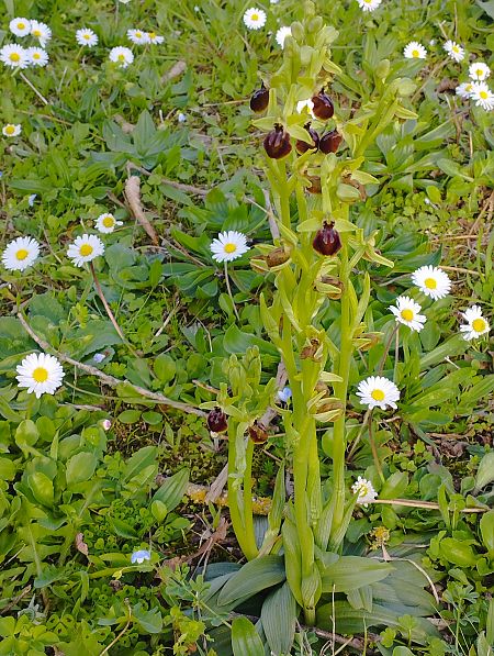 Ophrys exaltata subsp. marzuola  - Gérard Joseph