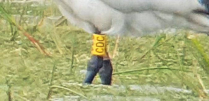 Ibis sacro  - Giuseppe Di Lieto